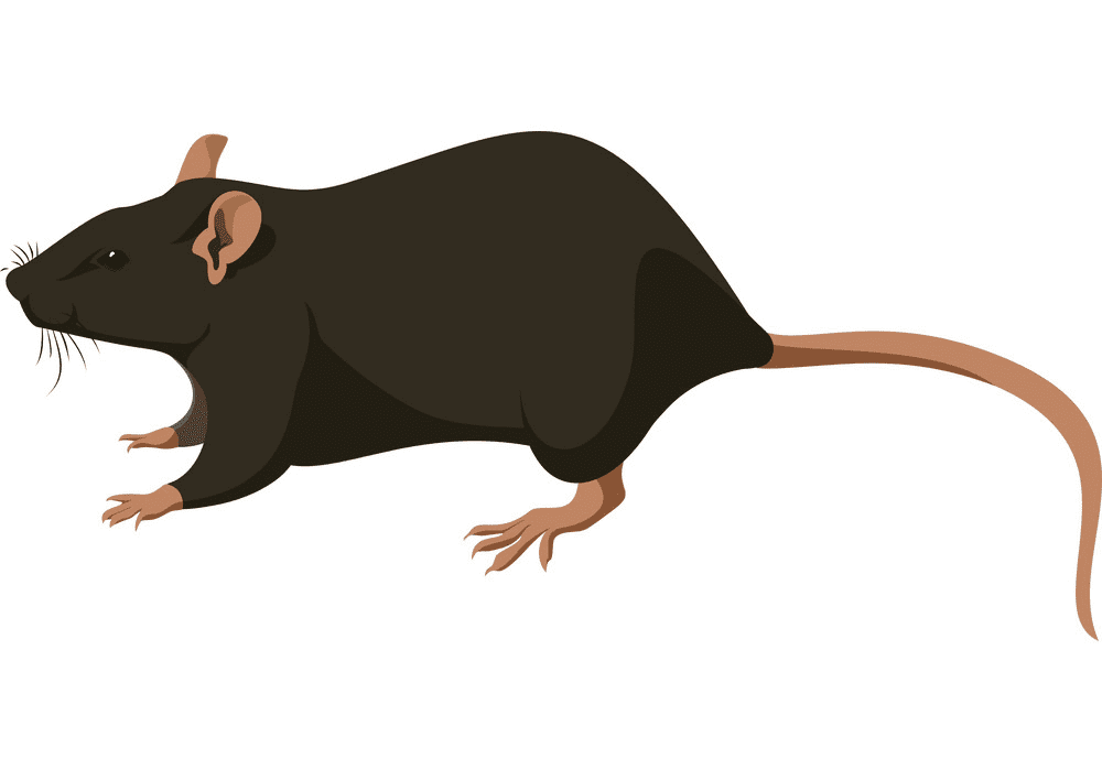 Rat Illustration Free Image