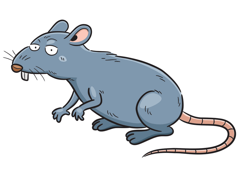 Rat Illustration Free Images