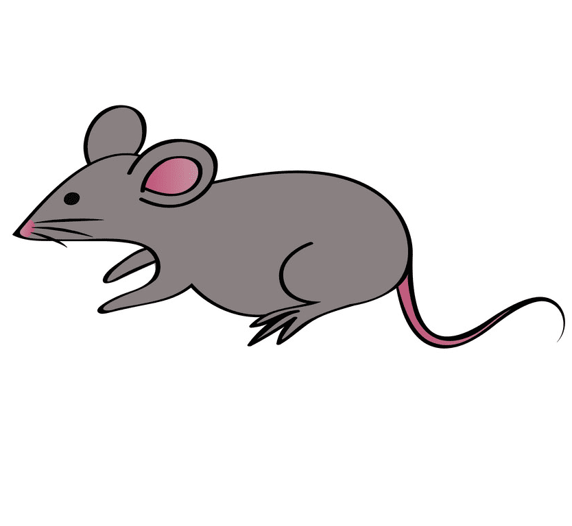 Rat Illustration Free Picture