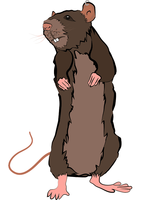 Rat Illustration Free