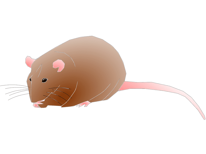 Rat Illustration Image