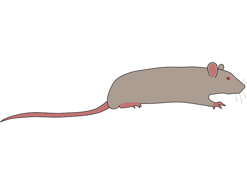 Rat Illustration Images