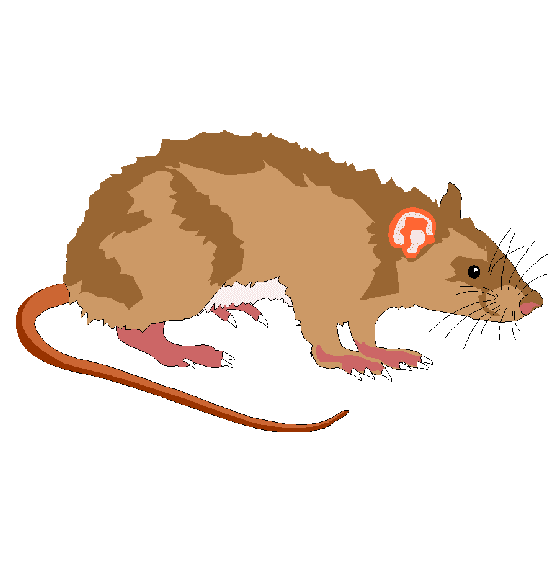 Rat Illustration Pictures