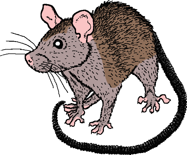 Rat Illustration Png Download