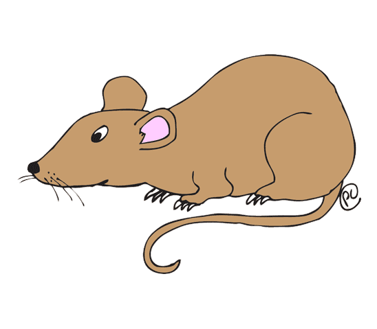 Rat Illustration Png Picture