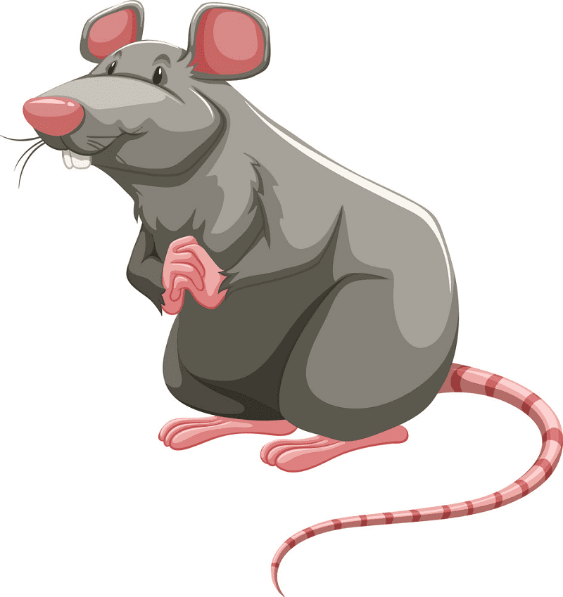 Rat Illustration Png Pictures