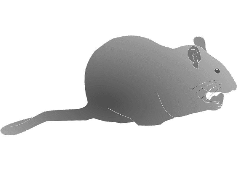 Rat Illustration Png