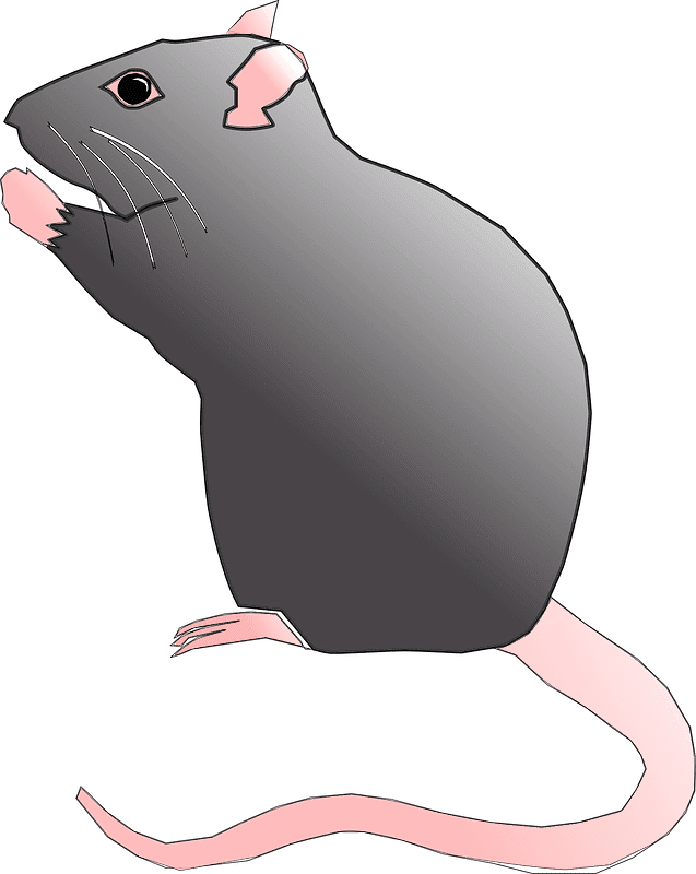 Rat Illustration Transparent For Free