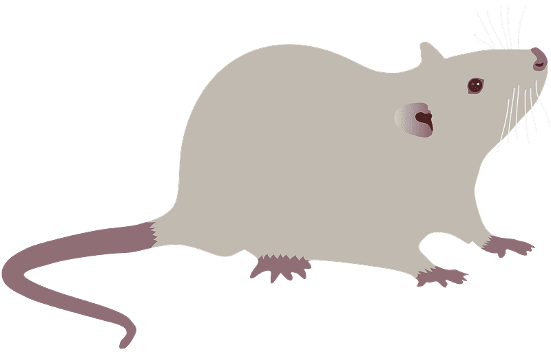 Rat Illustration Transparent Free