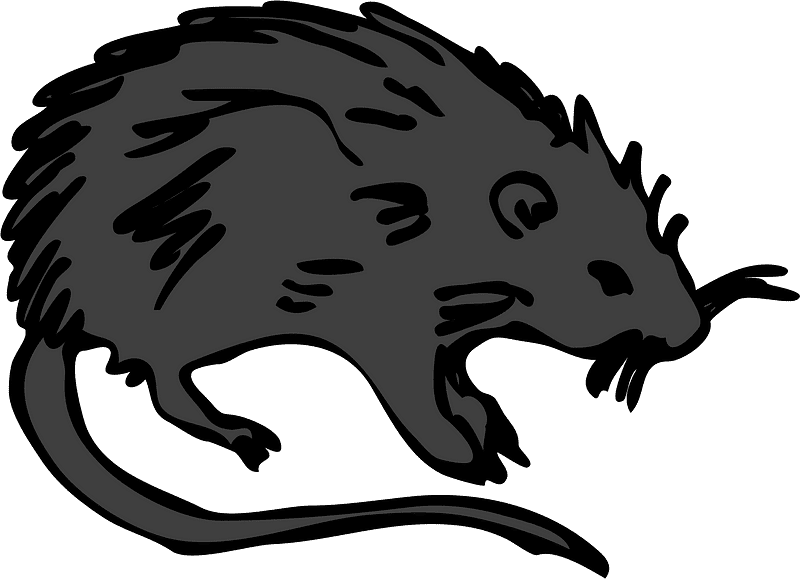 Rat Illustration Transparent Image