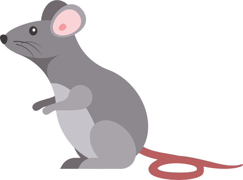 Rat Illustration Transparent Picture