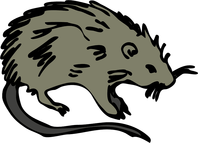 Rat Illustration Transparent Pictures