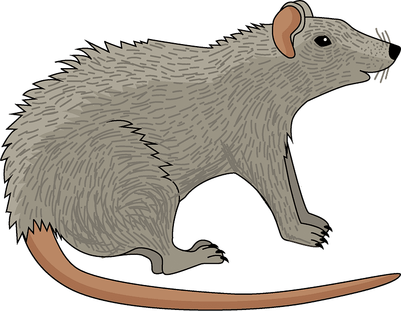 Rat Illustration Transparent