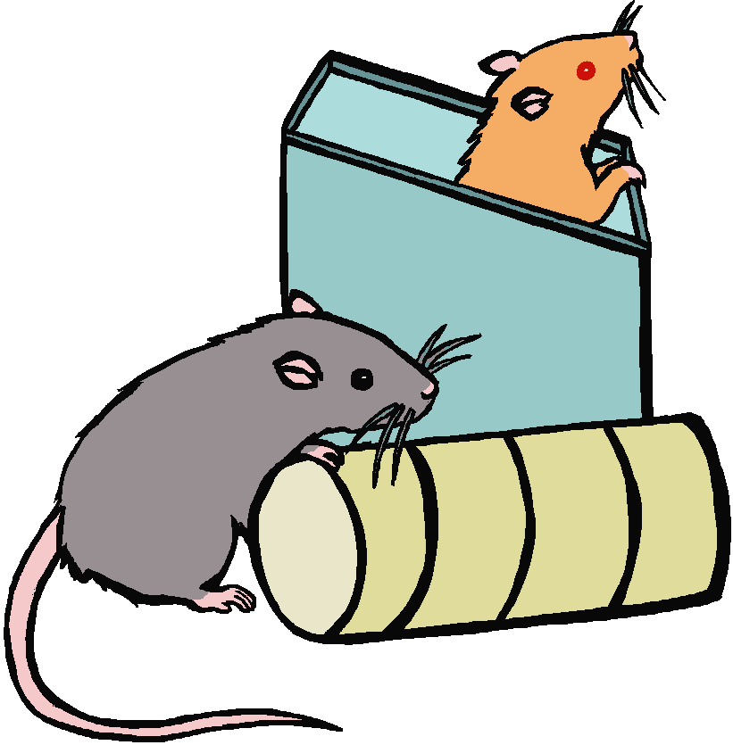 Rats Illustration