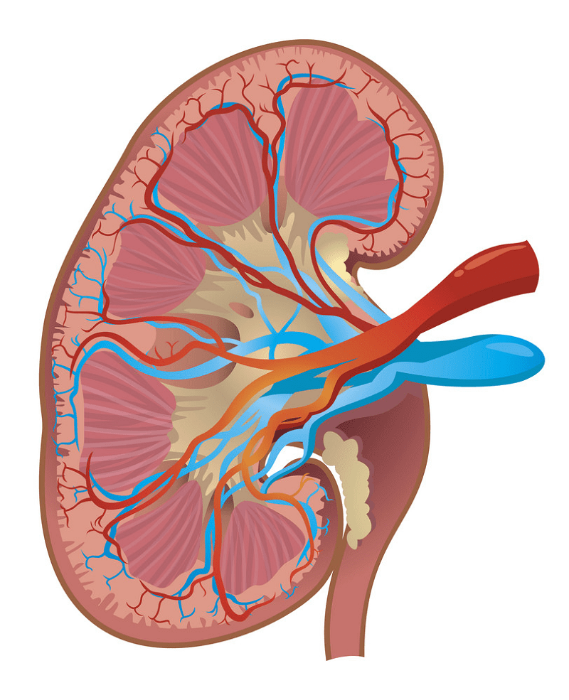 腎臓のイラスト無料画像 5 イラスト