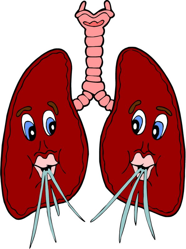 肺のイラスト画像 イラスト