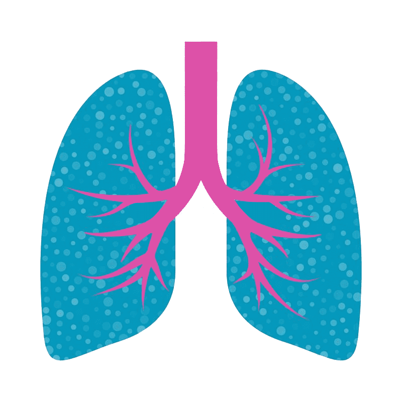 肺のイラストPNG画像 3 イラスト