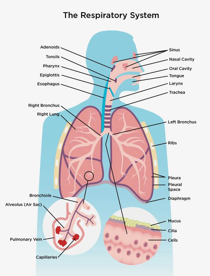 呼吸器系のリアルなイラスト イラスト
