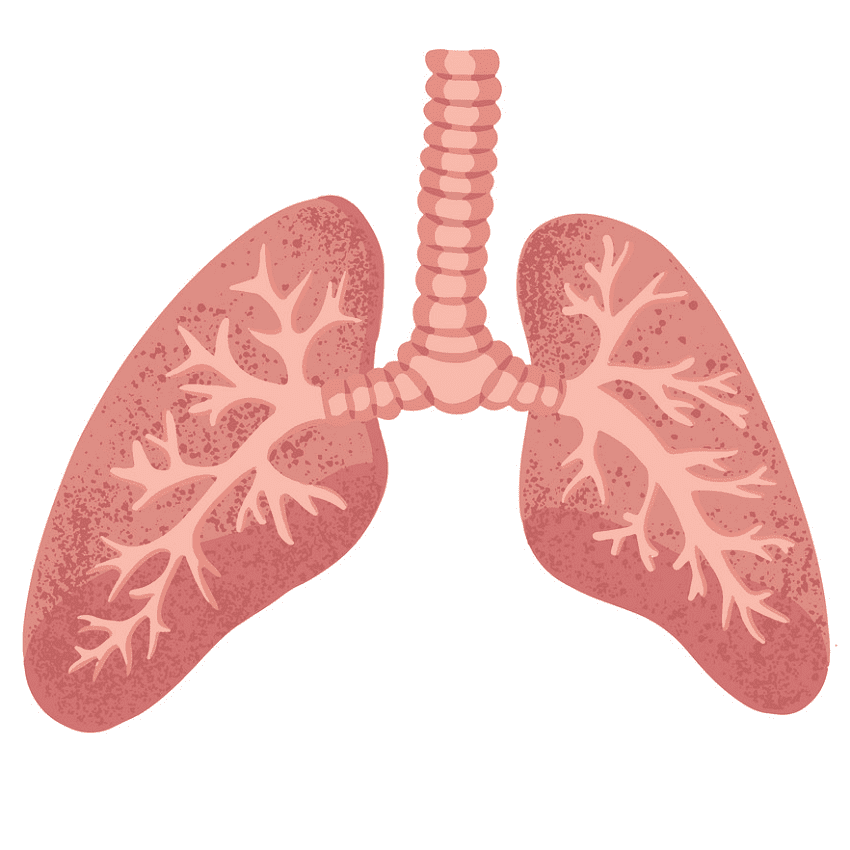 無料の肺のイラスト画像 イラスト