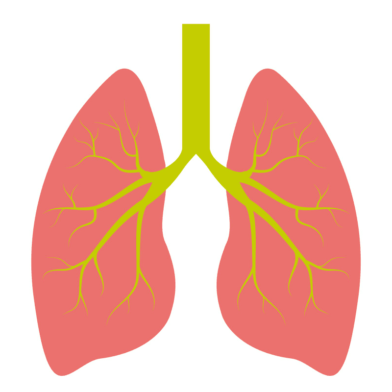 無料の肺のイラスト イラスト