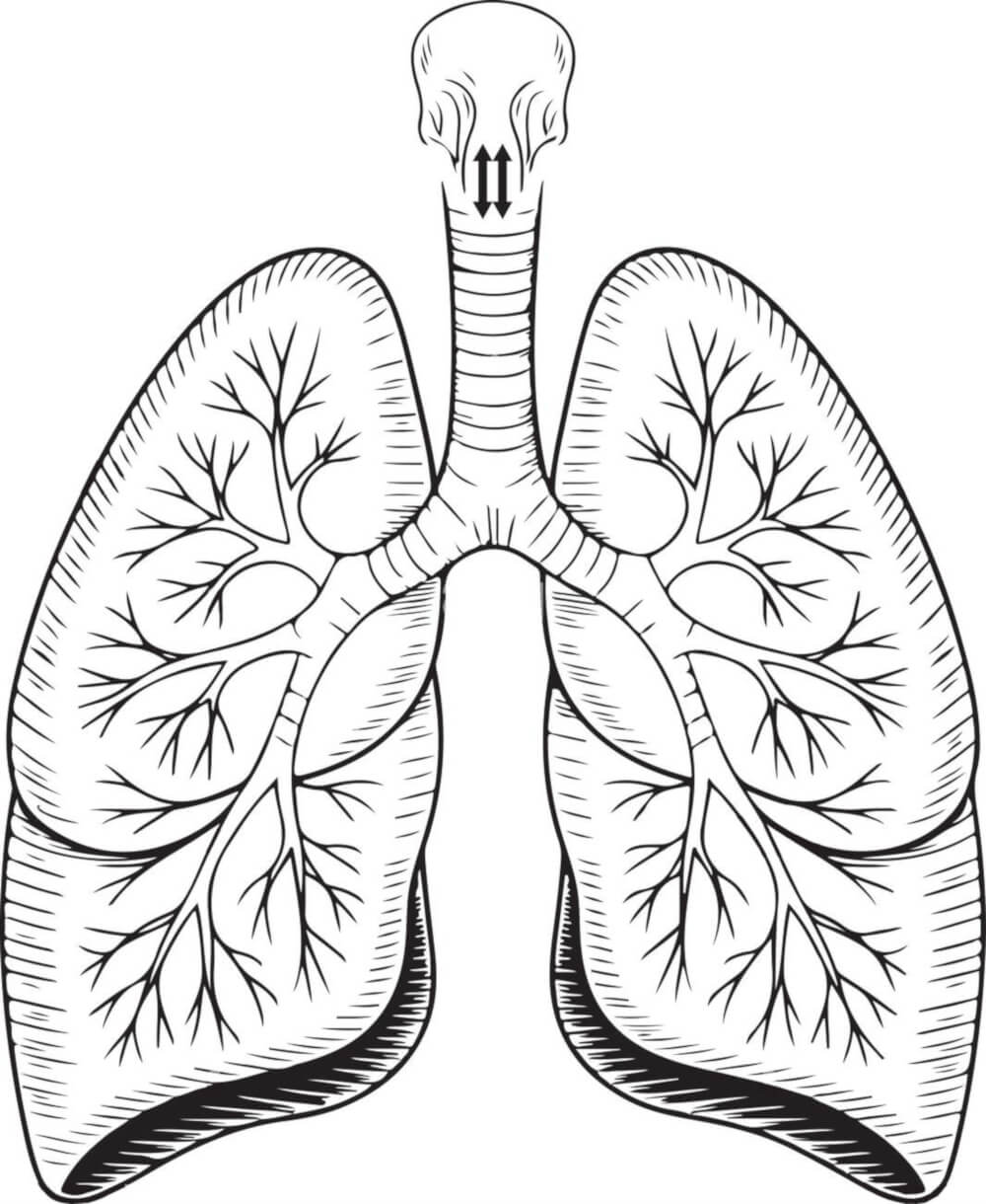 人間の肺のイラスト白黒 イラスト