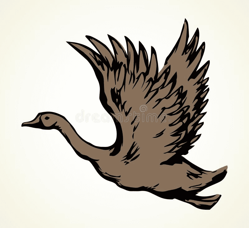 Canada Goose Illustration Download