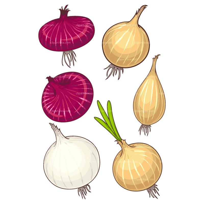 Onions Illustration