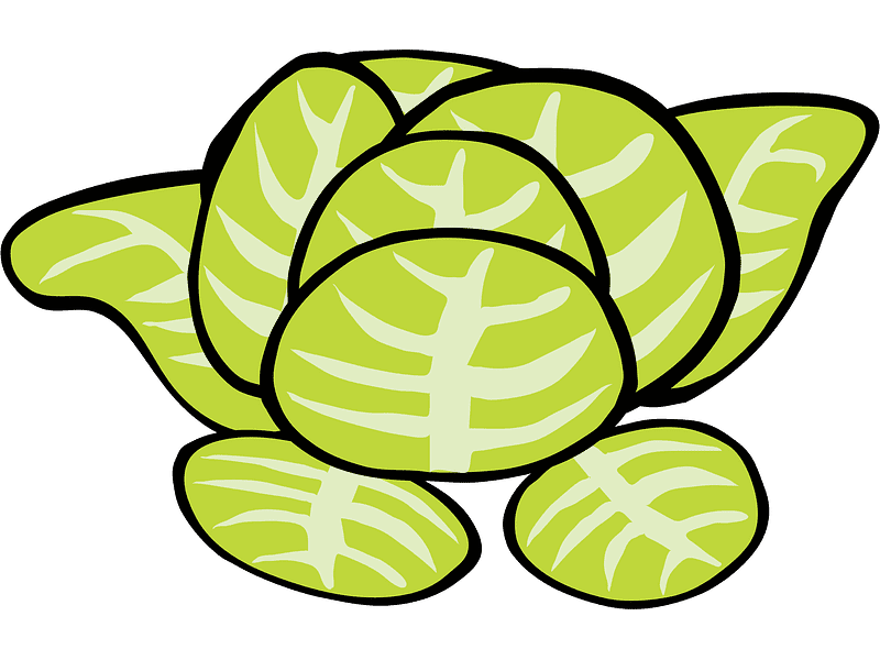 Free Lettuce Illustration Transparent