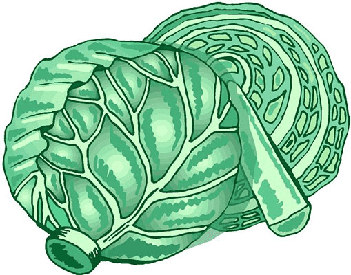 Lettuce Illustration Free Images