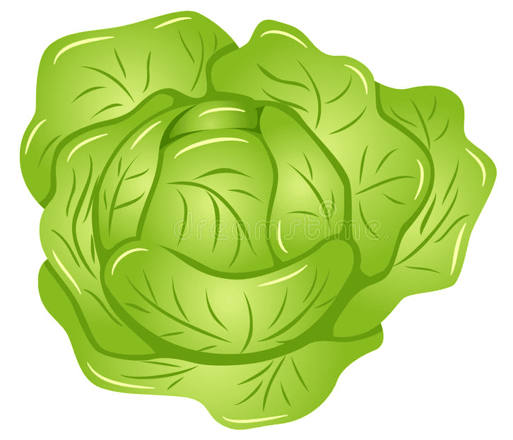 Lettuce Illustration Free Photos