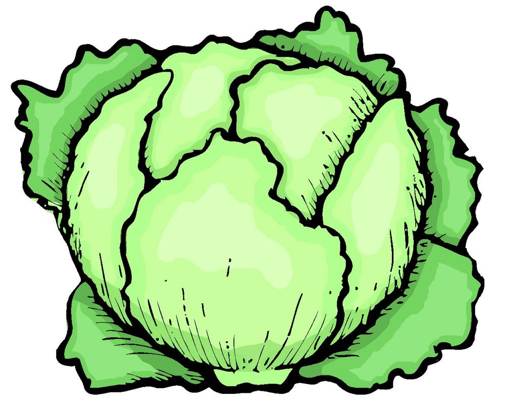 Lettuce Illustration Photo