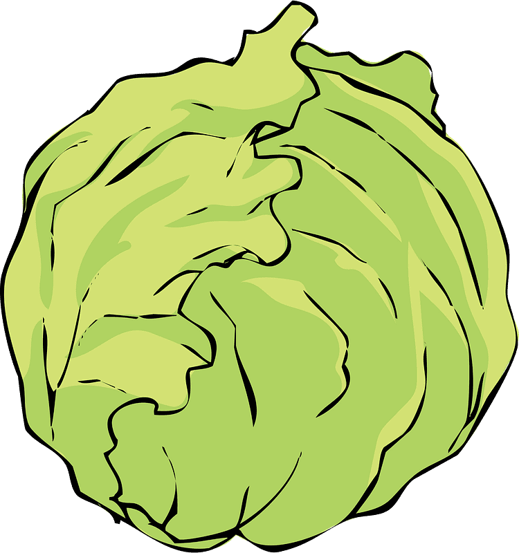 Lettuce Illustration Transparent Background