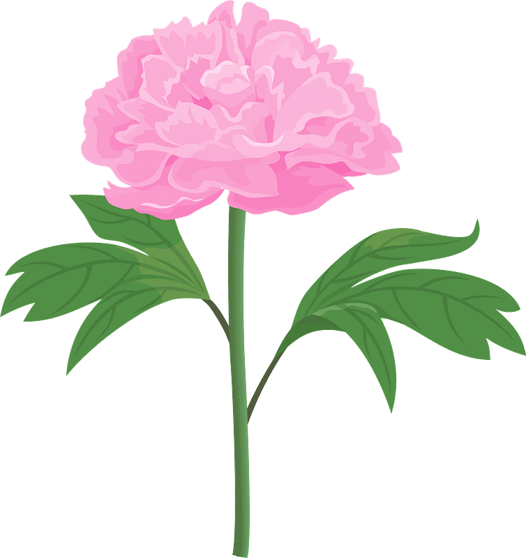 Peony Flower Illustration Transparent