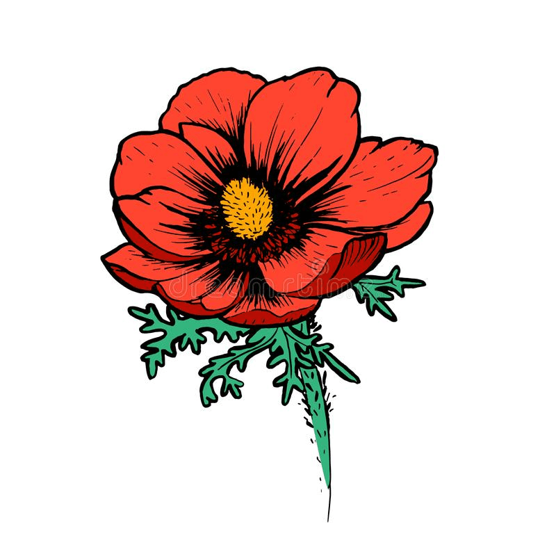 Poppy Illustration Png Pictures