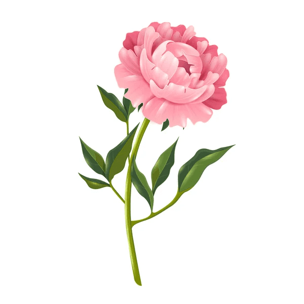 牡丹の花のイラスト イラスト