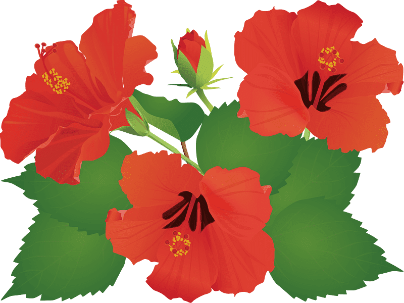 ハイビスカスの花の透明イラスト イラスト
