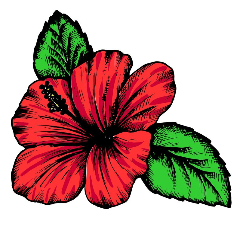 ハイビスカスの花のイラスト 3 イラスト
