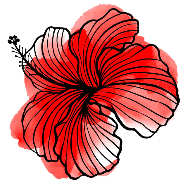 ハイビスカスの花のイラスト画像 2 イラスト