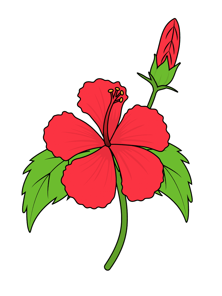 ハイビスカスの花のイラスト PNG 無料 2 イラスト