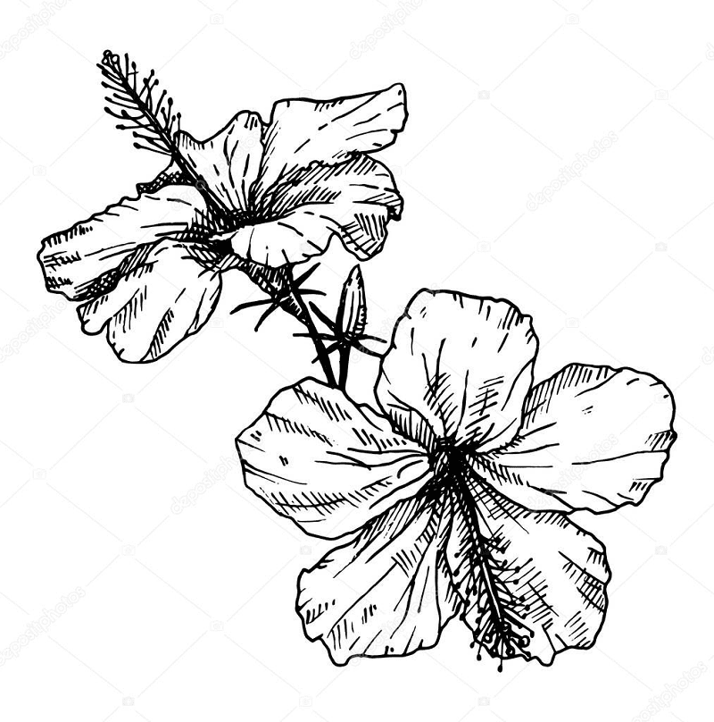 ハイビスカスの花のイラスト白黒