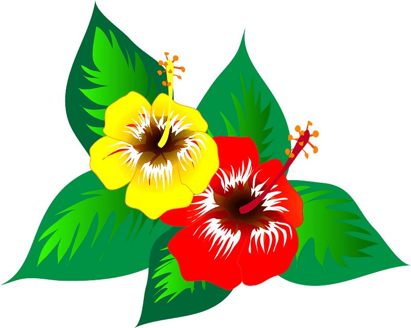 ハイビスカスの花のイラスト 透過無料 イラスト