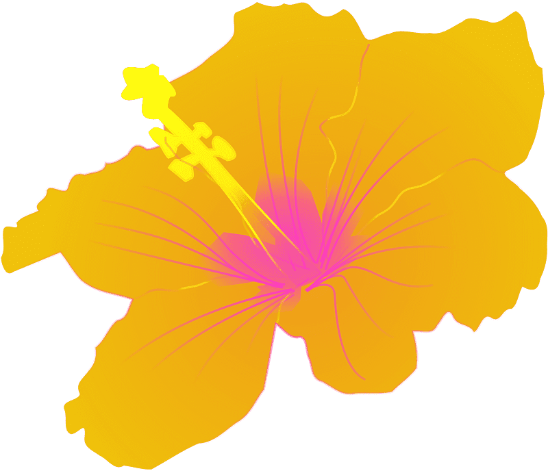 ハイビスカスの花のイラスト 透過png イラスト