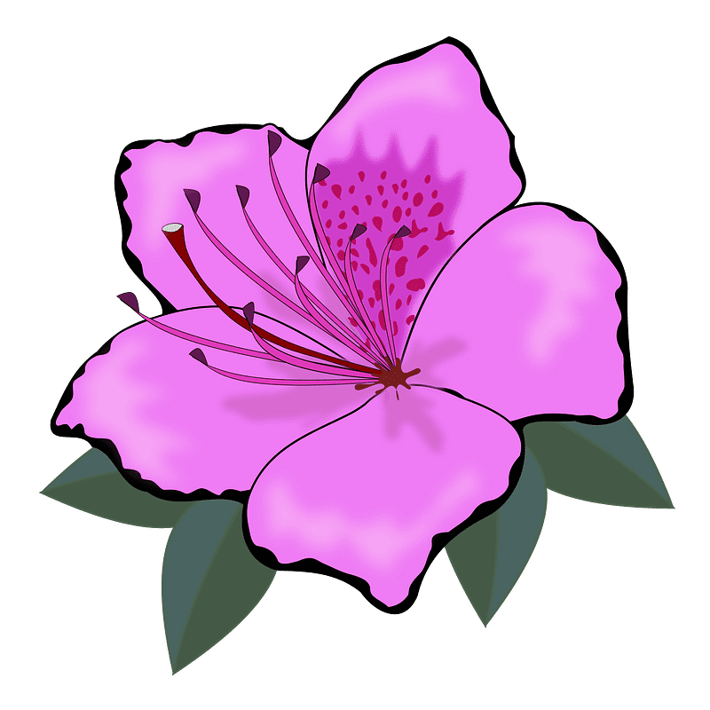 ハイビスカスの花のイラスト イラスト