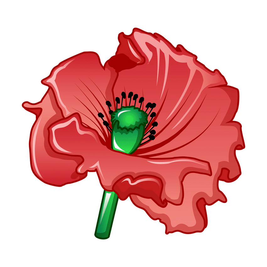 ポピーの花のイラスト PNG 画像 イラスト