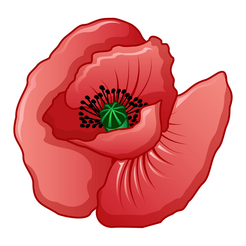 ポピーの花のイラストPNG 無料 イラスト