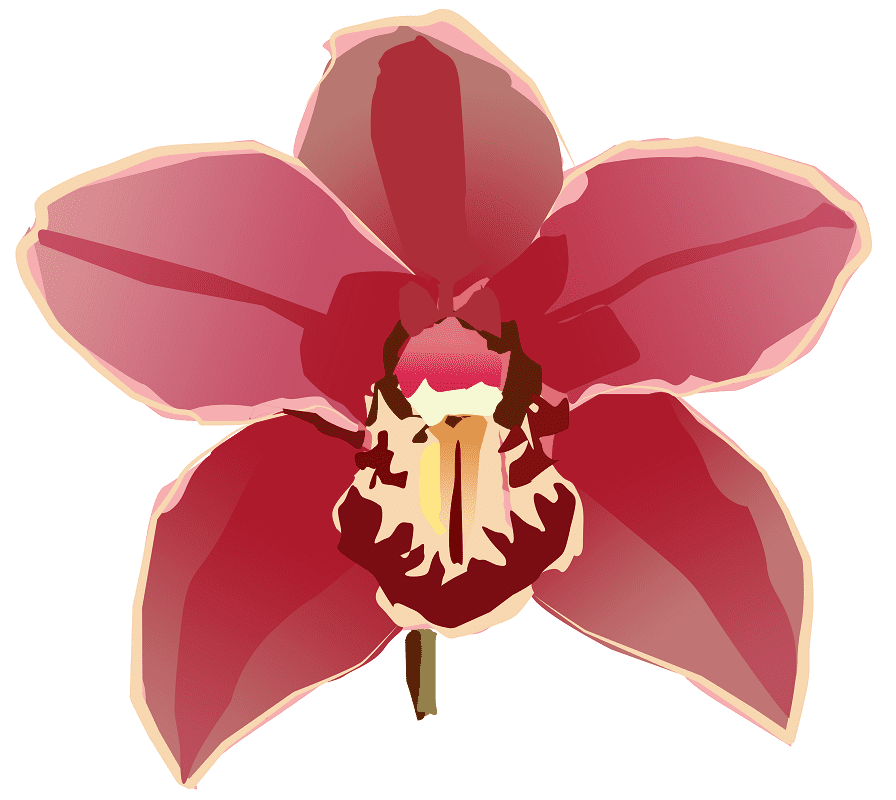Orchid Illustration Png Download