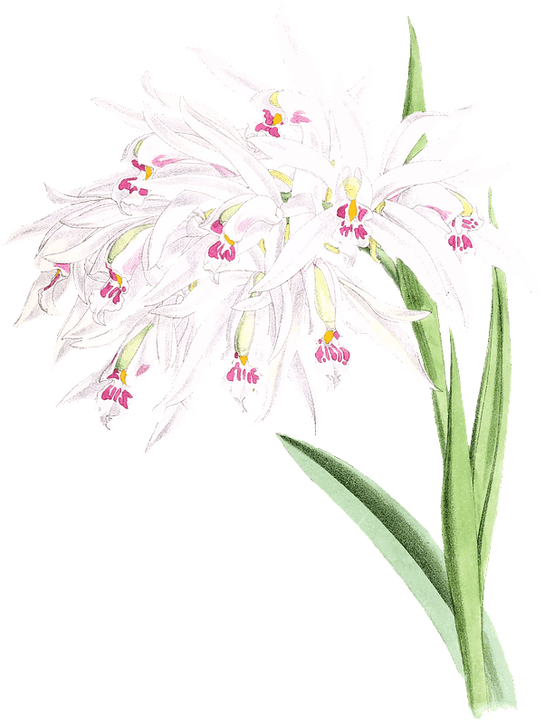 Orchid Illustration Transparent Background