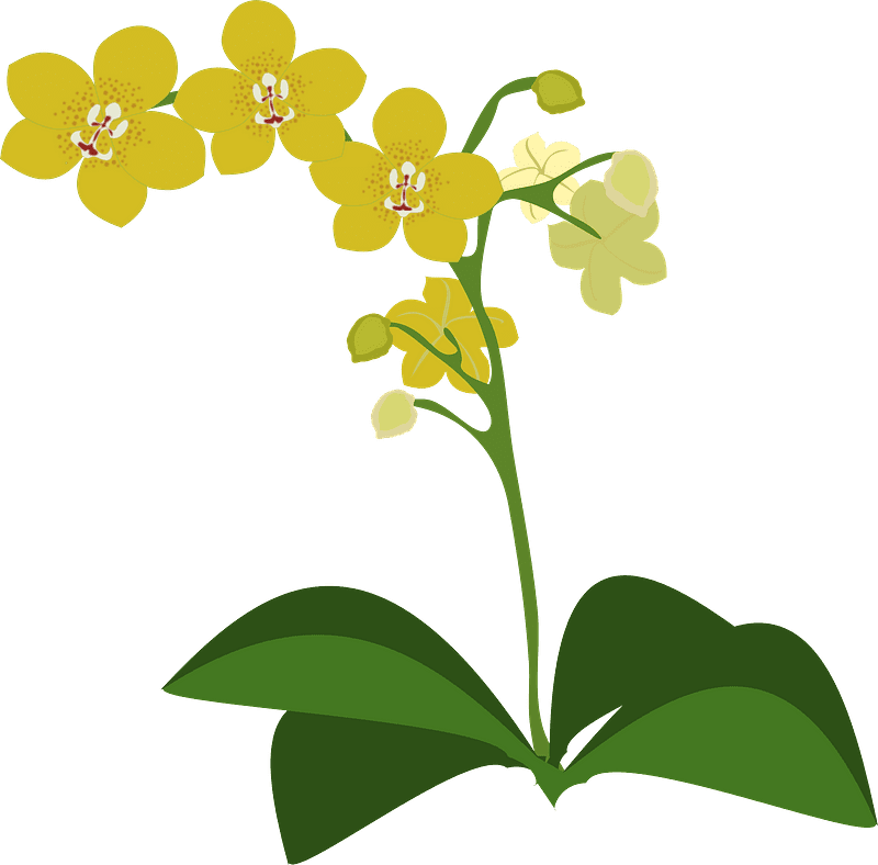 黄色い蘭のイラスト 透明 イラスト