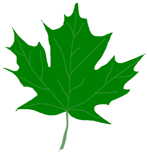 緑のカエデの葉のクリップアート イラスト イラスト