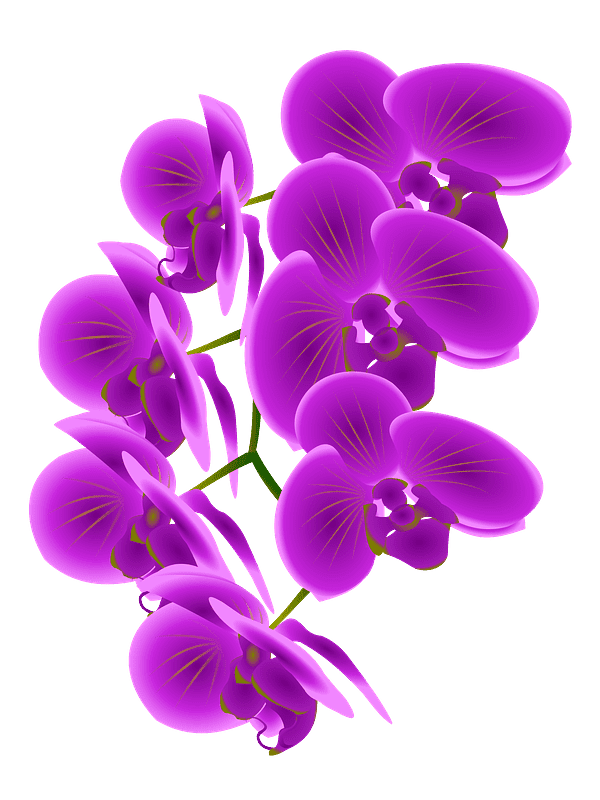 紫色の蘭のイラスト 透明